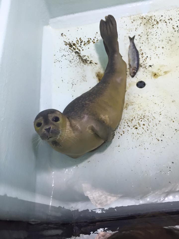 Rescued seal at Hunstanton