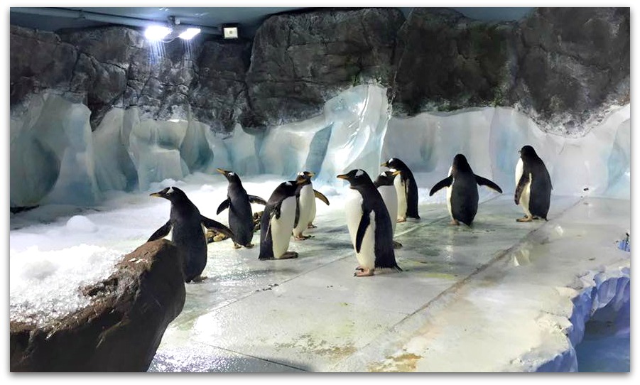 Penguins Birmingham Sea Life Centre