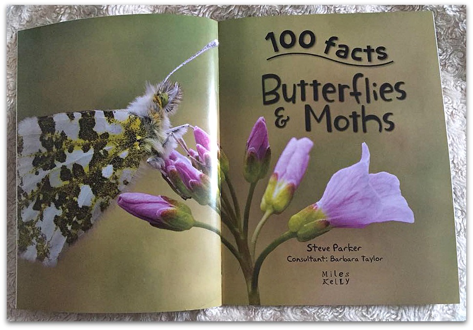 100 facts butterflies and moths images