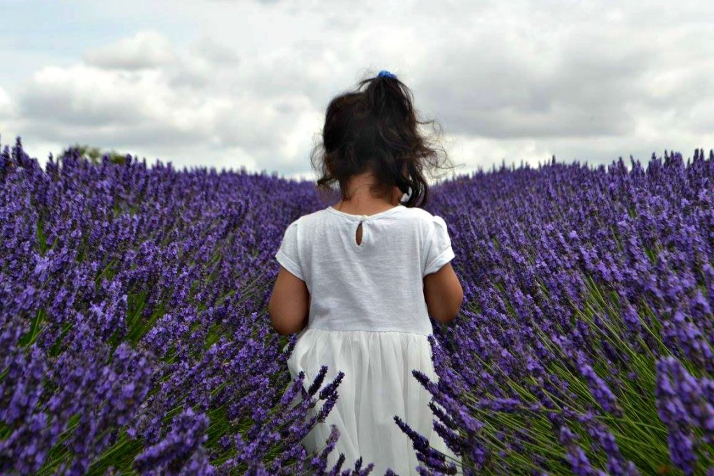Hitchen Lavender Fields