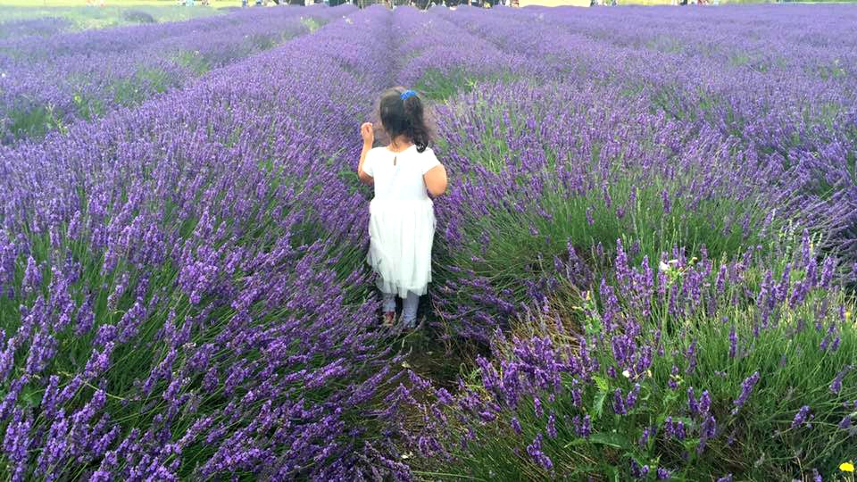 Walking through lavender