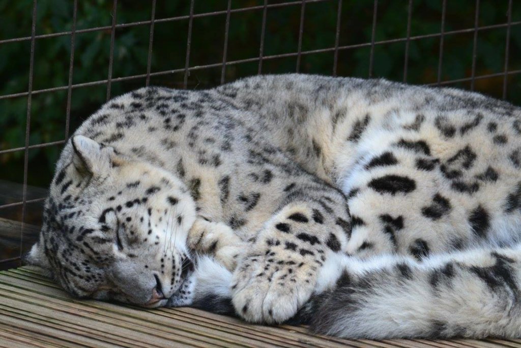 Snow Leopard at Paradise Wildlife Park