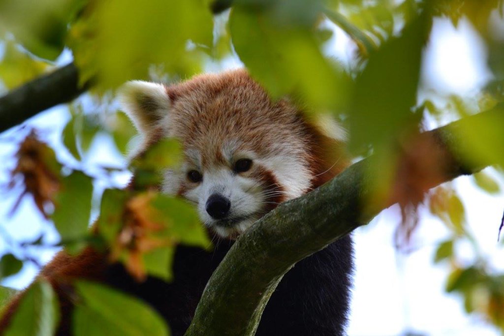 Red panda at Paradise Wildlife Park