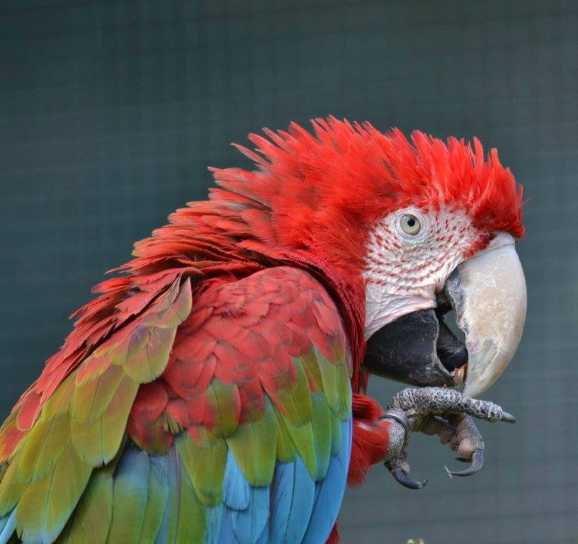 Parrot at Paradise Wildlife Park