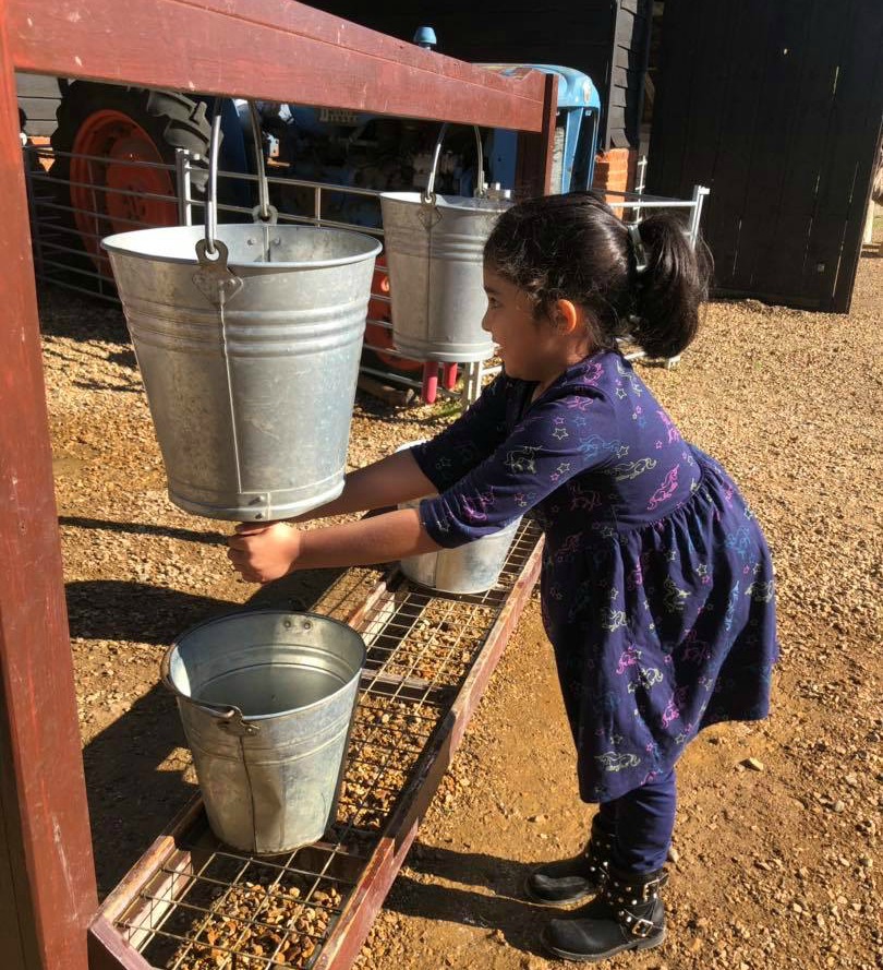 Pretending to milk a cow at Home farm with buckets
