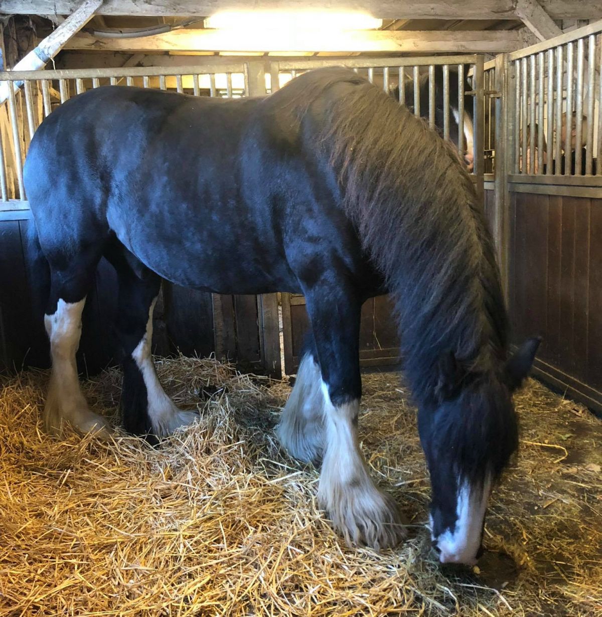Shire Horse in his stable