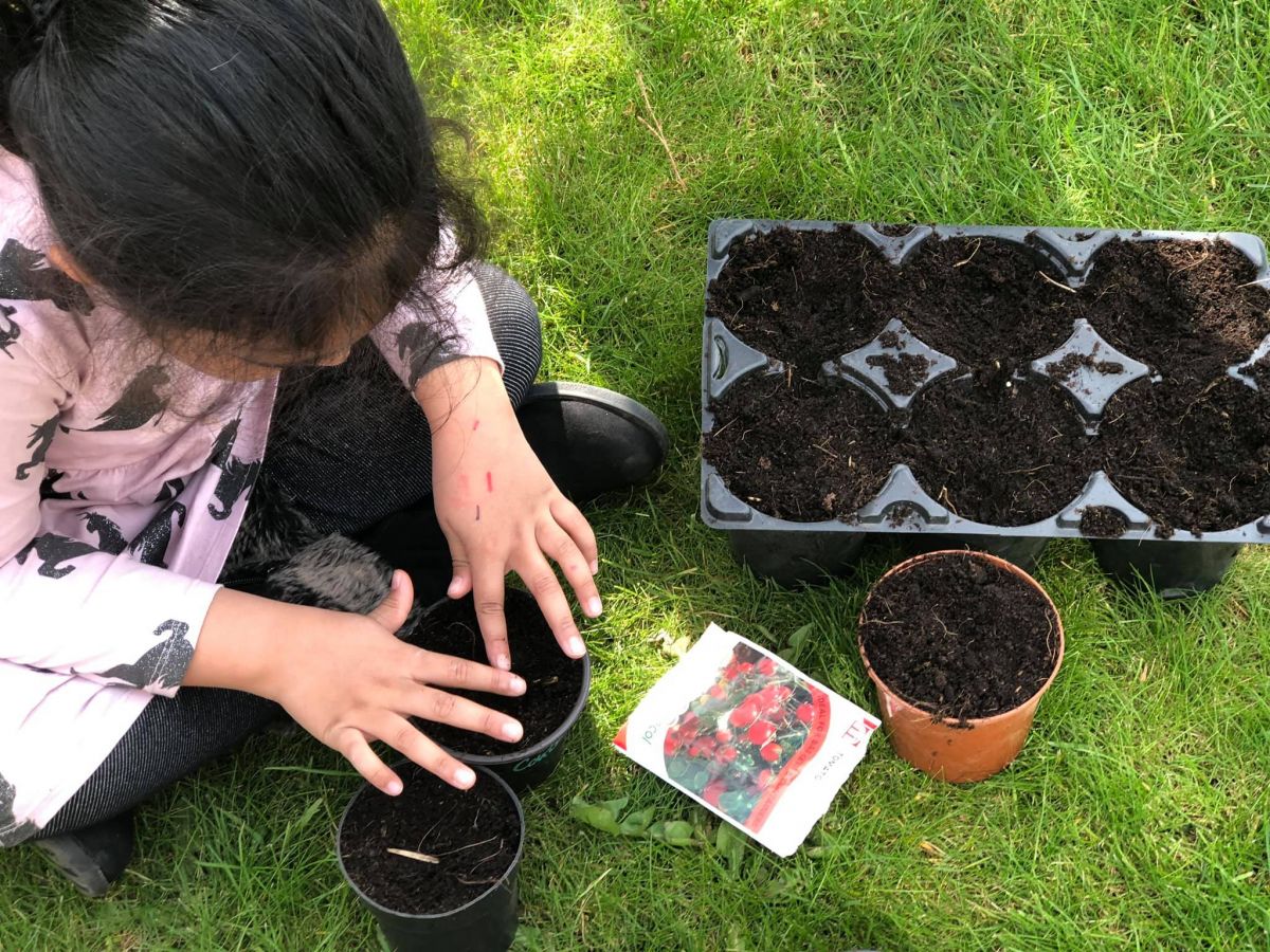 Planting tomato seeds