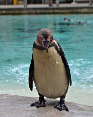 Penguin at ZSL London Zoo