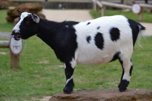 Goat at Whipsnade
