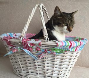 Cat in a basket