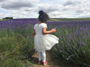 Hitchen Lavender field