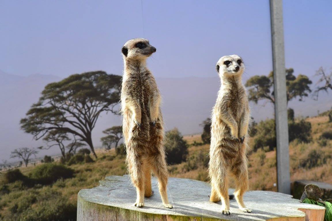 Meerkats at Paradise Wildlife Park