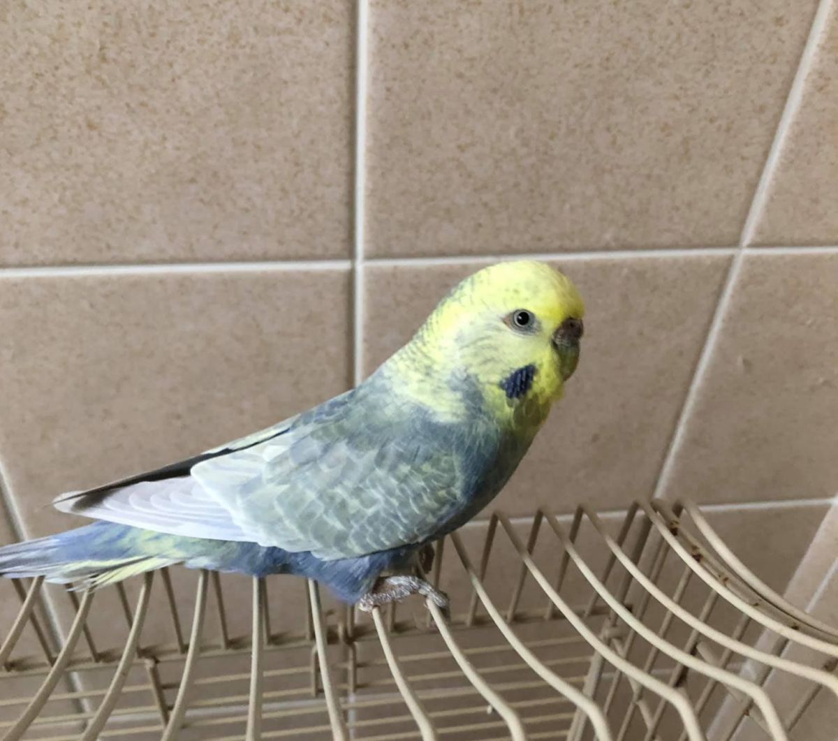 Picture of light blue budgie with yellow face