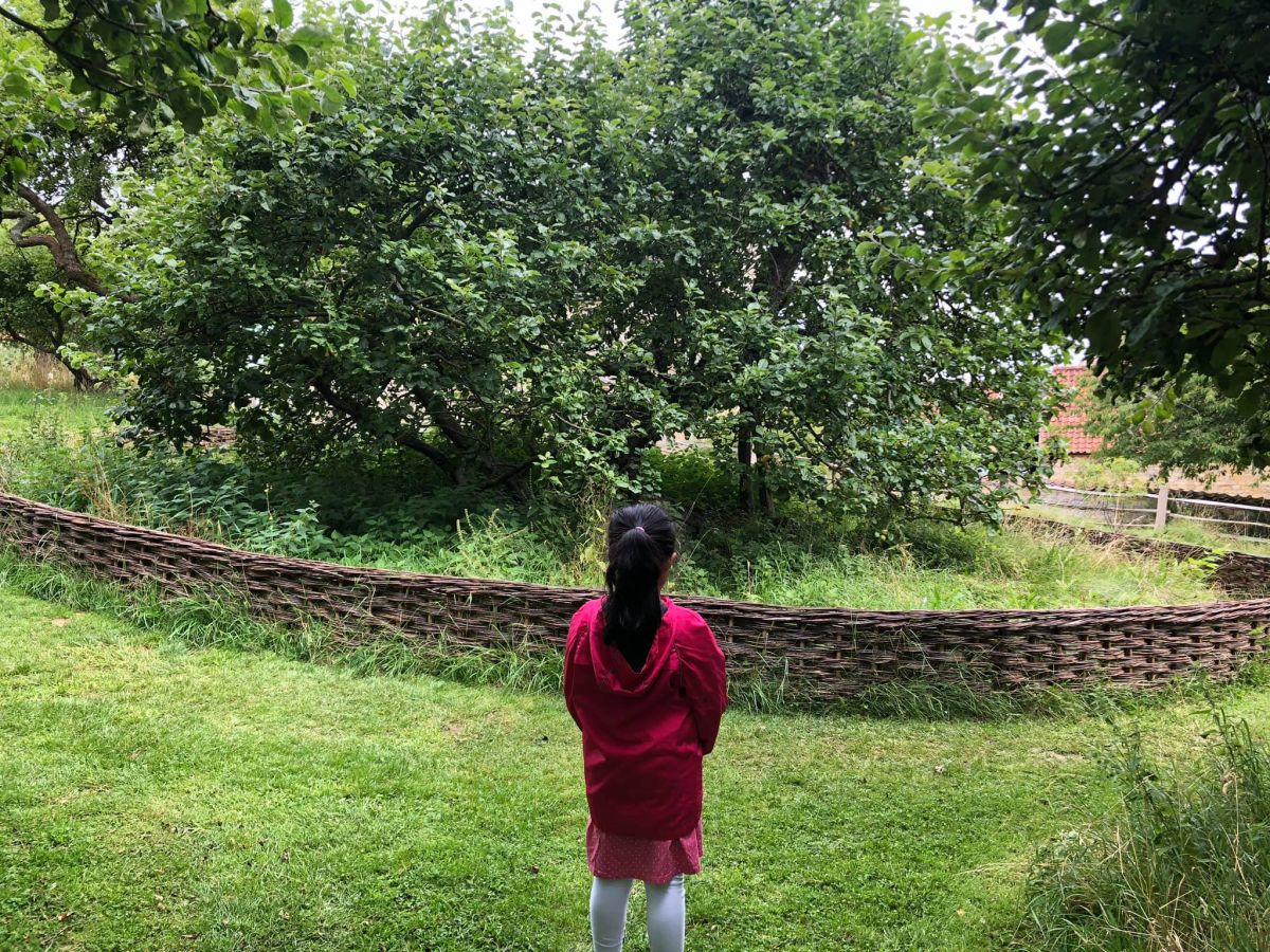 Isaac Newtons Apple Tree at Woolsthorpe Manor
